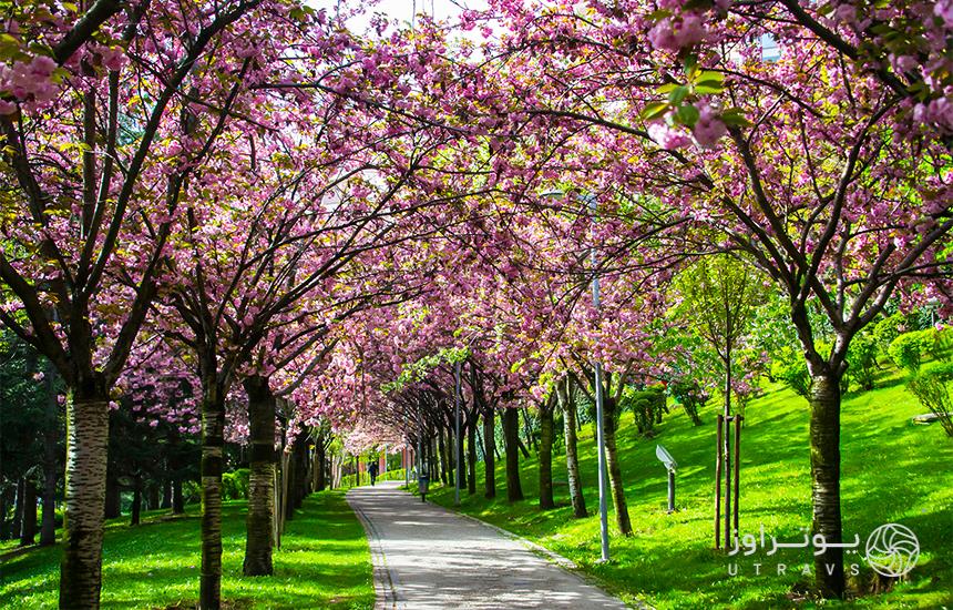 beautiful nature of Ankara in spring